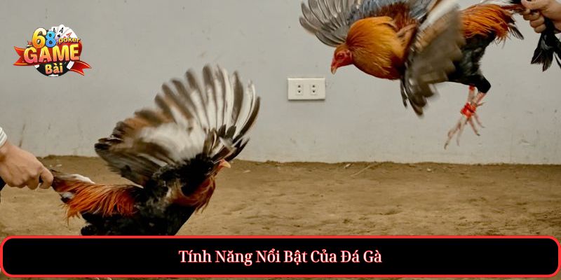 Đá Gà – Trực Tiếp Đá Gà Online Hôm Nay, Cược An Toàn 3 Tính Năng Nổi Bật Của Đá Gà