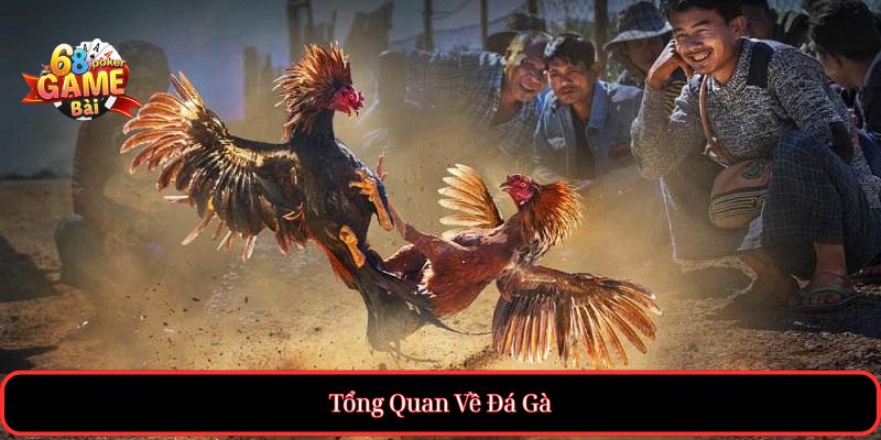 Đá Gà – Trực Tiếp Đá Gà Online Hôm Nay, Cược An Toàn 1 Tổng Quan Về Đá Gà